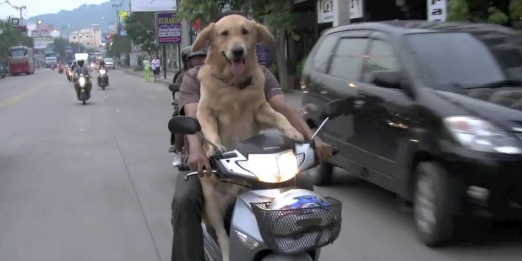 Another dog on a scooter