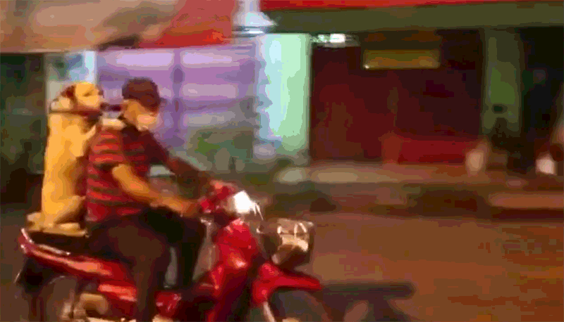dog_rides_scooter